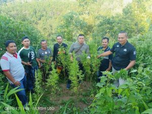 Polres Kerinci Temukan Tanaman Ganja di 3 Lokasi Terpisah