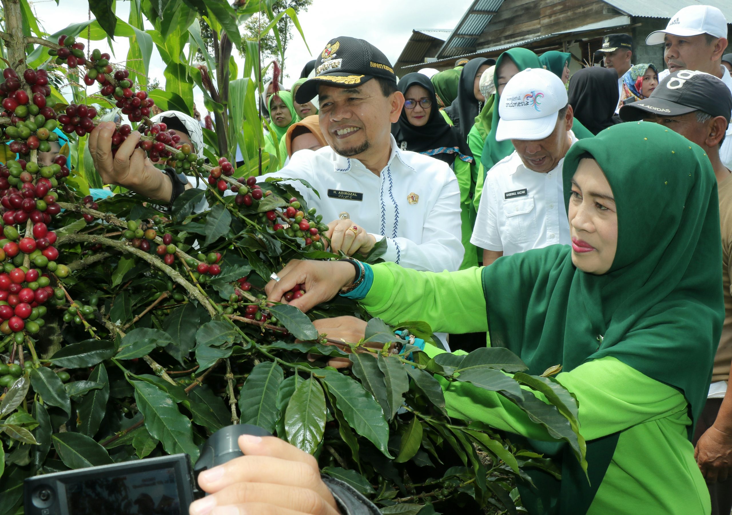 Bupati bersama Ketua TP PKK saat panen Kopi.