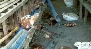 Beruang Masuk Pemukiman Warga di Kerinci, Puluhan Ayam Telah Dimangsa