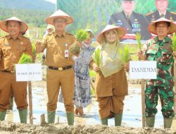 Wabup Kerinci Murison Pimpin Gerakan Tanam Padi Serentak di Kabupaten Kerinci
