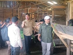 Terbukti Sukses, Dinas Peternakan Kerinci Antar Batang Sangir Jadi Sentra Etawa