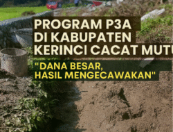 Program P3A di Kerinci Diduga Cacat Mutu, Petani Kecewa: “Dana Besar, Hasil Mengecewakan”
